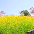 写真: 菜の花＆河津桜