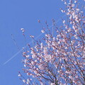 写真: 彼岸桜