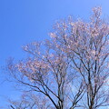 写真: 彼岸桜