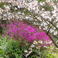 写真: 桜＆ツツジ