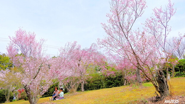 貴船神社の桜