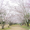 写真: 貴船神社の桜