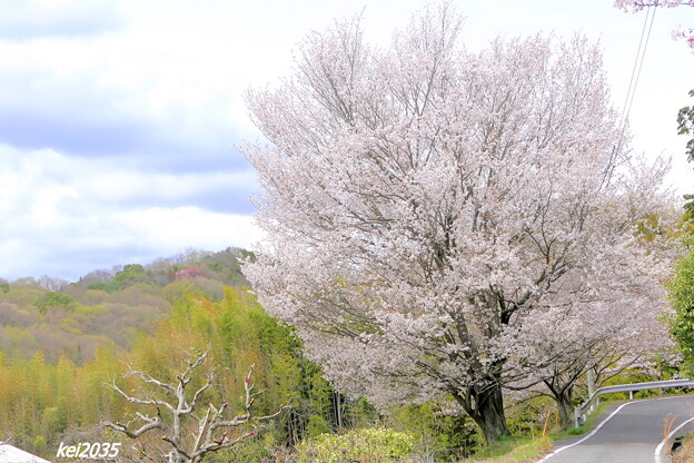 岩屋山の桜