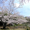 写真: 岩屋山の桜