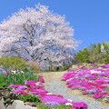 けしご山の桜