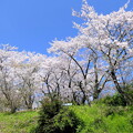 写真: けしご山の桜