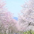 写真: けしご山の桜