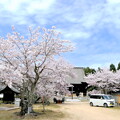 写真: 大雄山大賀島寺の桜