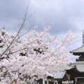 写真: 上寺の桜