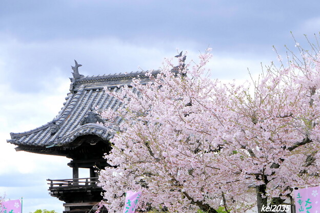 上寺の桜
