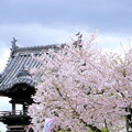 写真: 上寺の桜