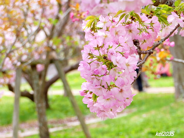 写真: 桜
