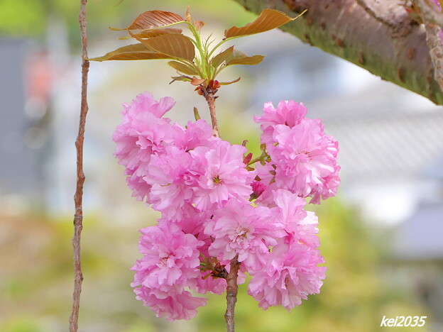 写真: 宗堂桜
