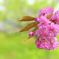写真: 宗堂桜