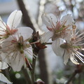 写真: 梅を撮ってみた（5）