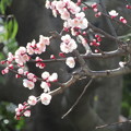 写真: 梅を撮ってみた（6）
