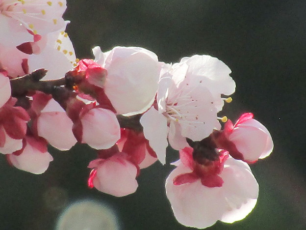 写真: 梅を撮ってみた（8）