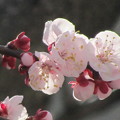 写真: 梅を撮ってみた（9）