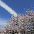 写真: 飛行機雲と桜
