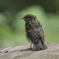 写真: キビタキ幼鳥