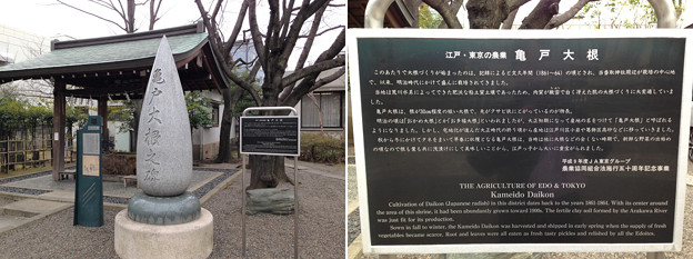 写真: 亀戸香取神社（江東区）亀戸大根之碑