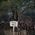 写真: 北野神社（牛天神。春日1丁目）御神木 木槲
