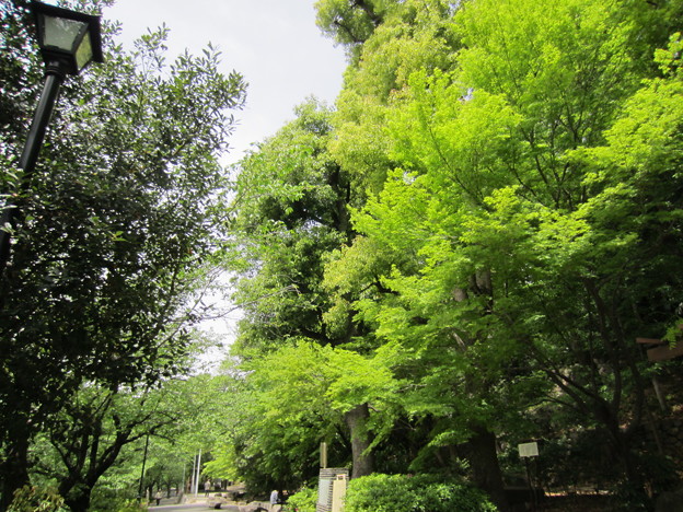 写真: 江戸川公園（文京区関口）