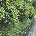 写真: 亀ヶ谷坂切通（鎌倉市）紫陽花
