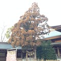 Photos: 寒川神社（神奈川県高座郡）御神木