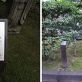 写真: 大隈庭園（戸塚町）童子石