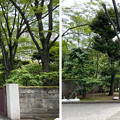 写真: 大隈庭園（戸塚町）
