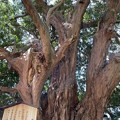写真: 安養院（鎌倉市）樹齢700余年の槙