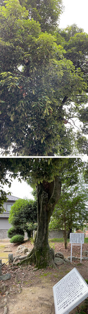 写真: 畠山重忠公史跡公園（深谷市）伽羅の木