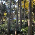 Photos: 朝比奈熊野神社（横浜市）