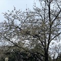 Photos: 23.03.17.旧渋沢庭園／飛鳥山公園（東京都北区） (2)