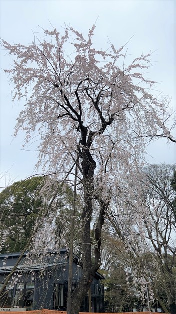 Photos: 23.03.17.旧渋沢庭園／飛鳥山公園（東京都北区） (13)