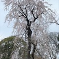23.03.17.旧渋沢庭園／飛鳥山公園（東京都北区） (13)