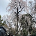 23.03.17.旧渋沢庭園／飛鳥山公園（東京都北区） (15)