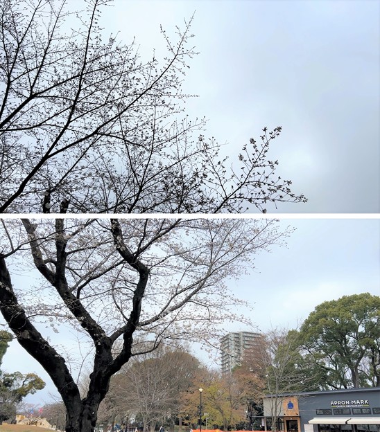 Photos: 23.03.17.旧渋沢庭園／飛鳥山公園（東京都北区） (17)
