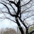 23.03.17.旧渋沢庭園／飛鳥山公園（東京都北区） (18)