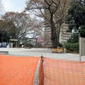 Photos: 23.03.17.旧渋沢庭園／飛鳥山公園（東京都北区） (24)