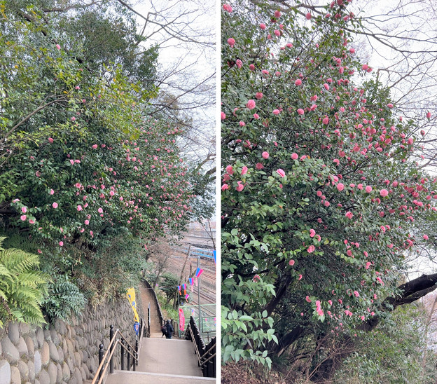 Photos: 23.03.17.旧渋沢庭園／飛鳥山公園（東京都北区） (27)椿？
