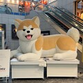 JR上野駅「あきた産直市」中 秋田犬バルーン