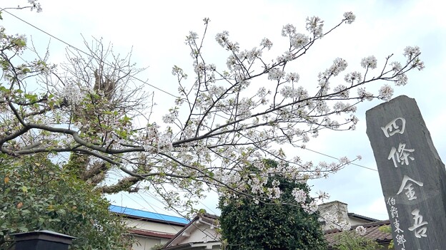 24.04.12.収玄寺（鎌倉市） (3)桜
