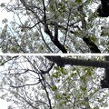 写真: 24.04.12.収玄寺（鎌倉市） (7)桜