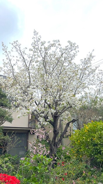 写真: 24.04.12.収玄寺（鎌倉市） (16)桜