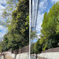 写真: 小石川植物園（文京区） (2)御殿坂