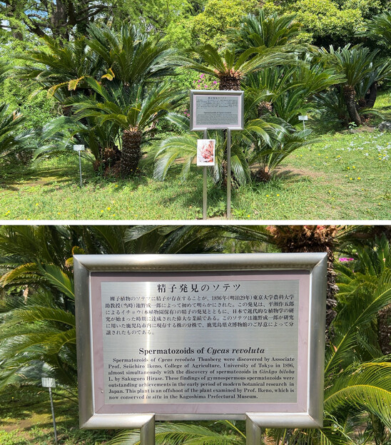 小石川植物園（文京区） (11)精子発見の蘇鉄
