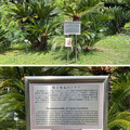 写真: 小石川植物園（文京区） (11)精子発見の蘇鉄