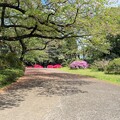 小石川植物園（文京区） (14)